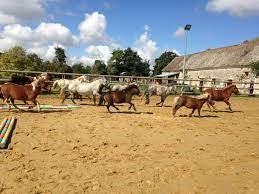 Poneys en liberté